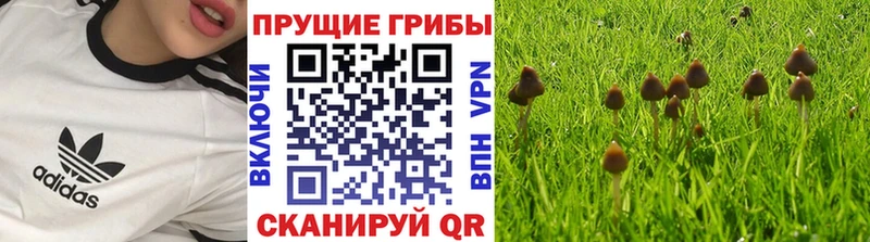 Псилоцибиновые грибы MAGIC MUSHROOMS  Купить закладки  Спас-Клепики 